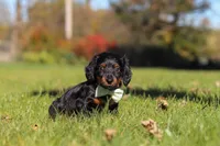 Cocktail, a male Dachshund for sale in Walnut Creek, OH – 3 of 9