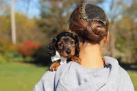 Frank, a male Dachshund for sale in Walnut Creek, OH – 9 of 10