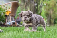 Laura, a female French Bulldog for sale in Walnut Creek, OH – 3 of 7