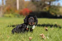 Cocktail, a male Dachshund for sale in Walnut Creek, OH – 5 of 9