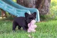Regina, a female French Bulldog for sale in Walnut Creek, OH – 6 of 7