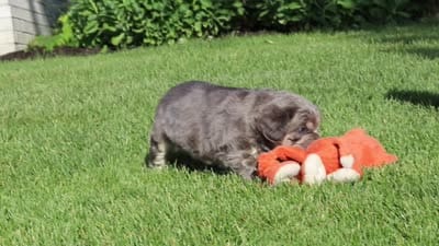 Laura, a female French Bulldog for sale in Walnut Creek, OH – 6 of 6