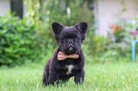 Regina, a female French Bulldog for sale in Walnut Creek, OH – 4 of 7
