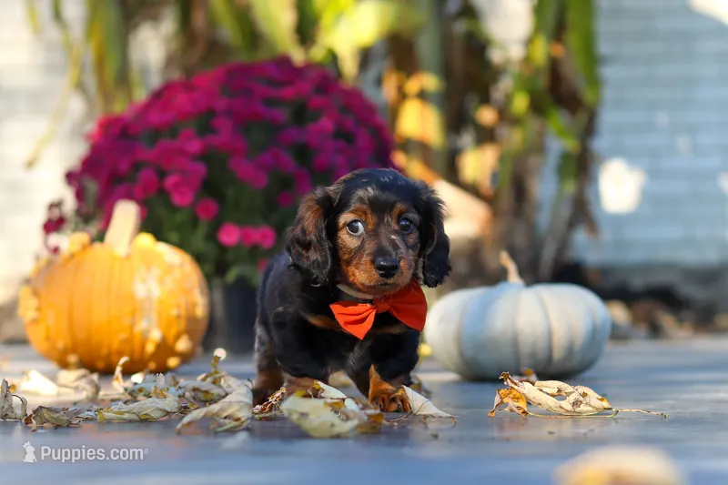 Frank – Dachshund puppy for sale in Walnut Creek, OH