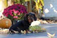 Frank, a male Dachshund for sale in Walnut Creek, OH – 8 of 10