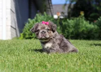 Laura, a female French Bulldog for sale in Walnut Creek, OH – 3 of 6