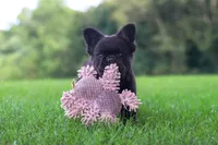 Regina, a female French Bulldog for sale in Walnut Creek, OH – 3 of 7