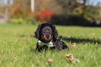 Cocktail, a male Dachshund for sale in Walnut Creek, OH – 1 of 9