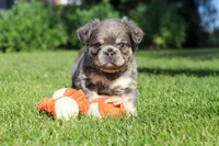 Laura, a female French Bulldog for sale in Walnut Creek, OH – 4 of 6