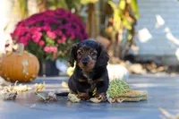 Frank, a male Dachshund for sale in Walnut Creek, OH – 5 of 10