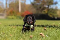 Cocktail, a male Dachshund for sale in Walnut Creek, OH – 6 of 9