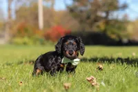 Cocktail, a male Dachshund for sale in Walnut Creek, OH – 8 of 9