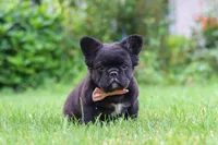 Regina, a female French Bulldog for sale in Walnut Creek, OH – 7 of 7