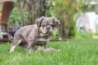 Laura, a female French Bulldog for sale in Walnut Creek, OH – 6 of 7