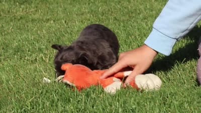 Abe, a male French Bulldog for sale in Walnut Creek, OH – 6 of 6