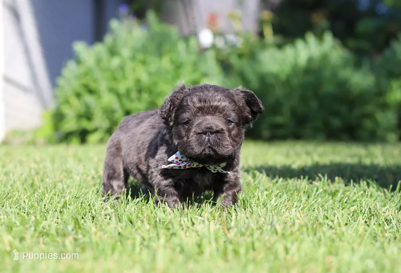 Abe – French Bulldog puppy for sale in Walnut Creek, OH