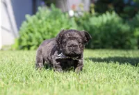 Abe, a male French Bulldog for sale in Walnut Creek, OH – 1 of 6