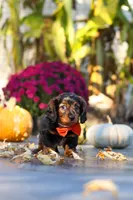 Frank, a male Dachshund for sale in Walnut Creek, OH – 7 of 10