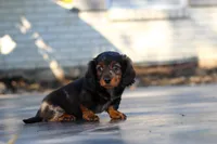 Frank, a male Dachshund for sale in Walnut Creek, OH – 2 of 10
