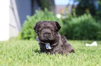 Abe, a male French Bulldog for sale in Walnut Creek, OH – 3 of 6