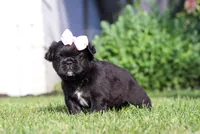 Regina, a female French Bulldog for sale in Walnut Creek, OH – 3 of 6