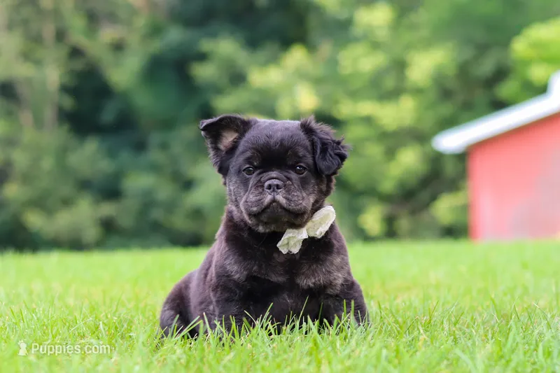Amy – French Bulldog puppy for sale in Walnut Creek, OH