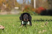Cocktail, a male Dachshund for sale in Walnut Creek, OH – 4 of 9