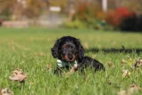Cocktail, a male Dachshund for sale in Walnut Creek, OH – 2 of 9