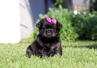 Amy, a female French Bulldog for sale in Walnut Creek, OH – 2 of 6