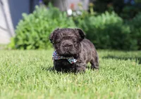 Abe, a male French Bulldog for sale in Walnut Creek, OH – 2 of 6