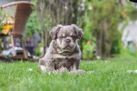 Laura, a female French Bulldog for sale in Walnut Creek, OH – 7 of 7