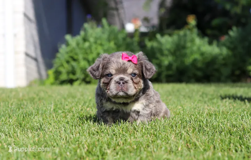 Laura – French Bulldog puppy for sale in Walnut Creek, OH