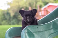 Regina, a female French Bulldog for sale in Walnut Creek, OH – 5 of 7