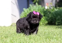 Amy, a female French Bulldog for sale in Walnut Creek, OH – 4 of 6