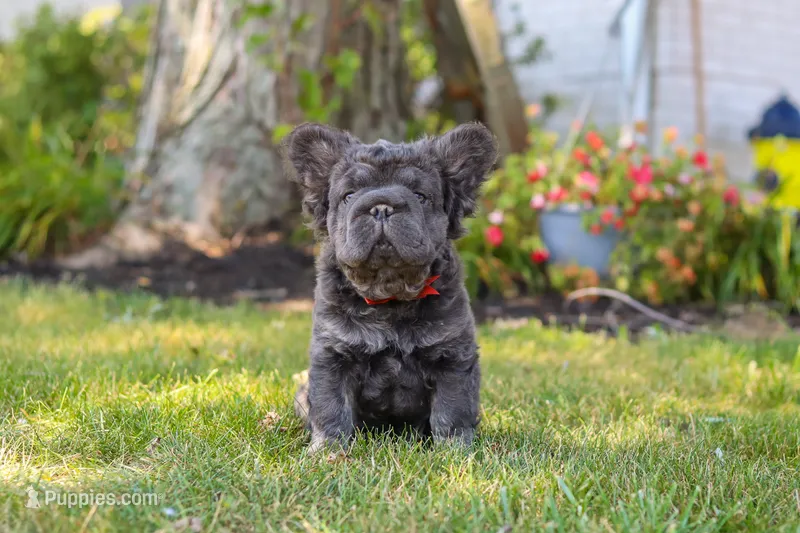 Abe – French Bulldog puppy for sale in Walnut Creek, OH
