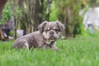 Laura, a female French Bulldog for sale in Walnut Creek, OH – 2 of 7