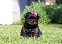 Amy, a female French Bulldog for sale in Walnut Creek, OH – 5 of 6