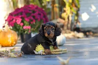 Frank, a male Dachshund for sale in Walnut Creek, OH – 6 of 10