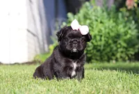 Regina, a female French Bulldog for sale in Walnut Creek, OH – 5 of 6