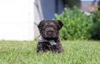 Abe, a male French Bulldog for sale in Walnut Creek, OH – 5 of 6