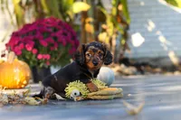 Frank, a male Dachshund for sale in Walnut Creek, OH – 3 of 10
