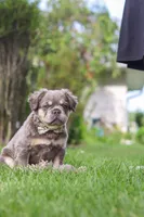 Laura, a female French Bulldog for sale in Walnut Creek, OH – 4 of 7