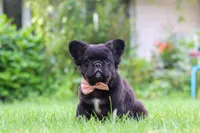 Regina, a female French Bulldog for sale in Walnut Creek, OH – 1 of 7