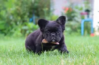 Regina, a female French Bulldog for sale in Walnut Creek, OH – 2 of 7