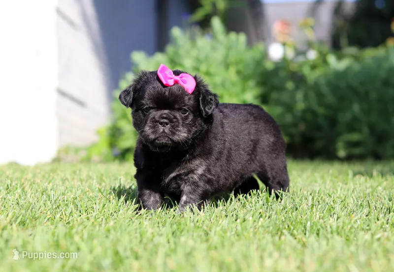 Amy – French Bulldog puppy for sale in Walnut Creek, OH