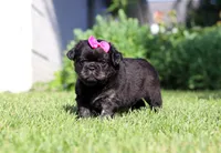 Amy, a female French Bulldog for sale in Walnut Creek, OH – 1 of 6