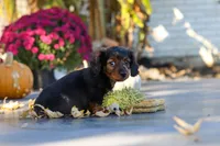 Frank, a male Dachshund for sale in Walnut Creek, OH – 10 of 10