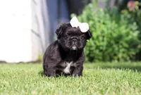 Regina, a female French Bulldog for sale in Walnut Creek, OH – 2 of 6