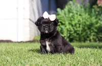 Regina, a female French Bulldog for sale in Walnut Creek, OH – 4 of 6