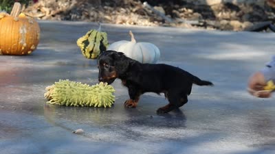 Cocktail, a male Dachshund for sale in Walnut Creek, OH – 9 of 9